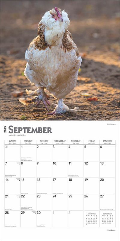 Brown Trout Publisher 2025 Chickens Monthly Square Wall Calendar, 12-In x 24-In