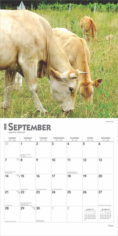 Brown Trout Publisher 2025 Cows Monthly Square Wall Calendar, 12-In x 24-In