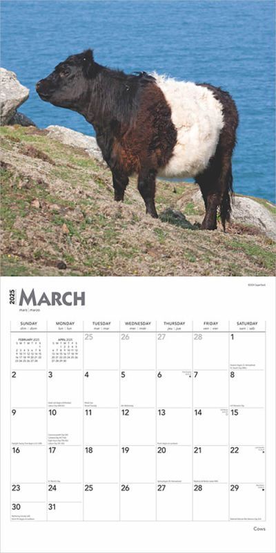 Brown Trout Publisher 2025 Cows Monthly Square Wall Calendar, 12-In x 24-In