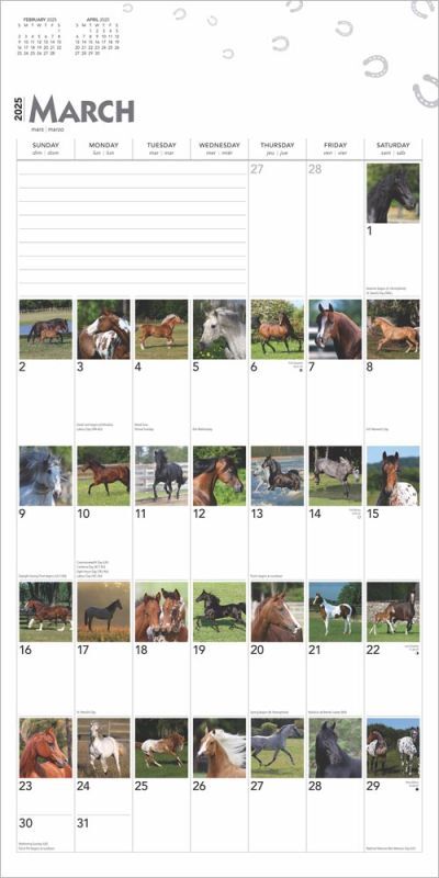 Brown Trout Publisher 2025 365 Days of Horses Monthly Square Calendar, 12-In x 24-In
