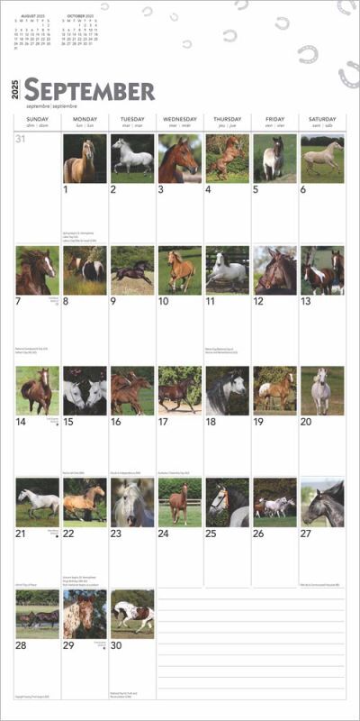 Brown Trout Publisher 2025 365 Days of Horses Monthly Square Calendar, 12-In x 24-In