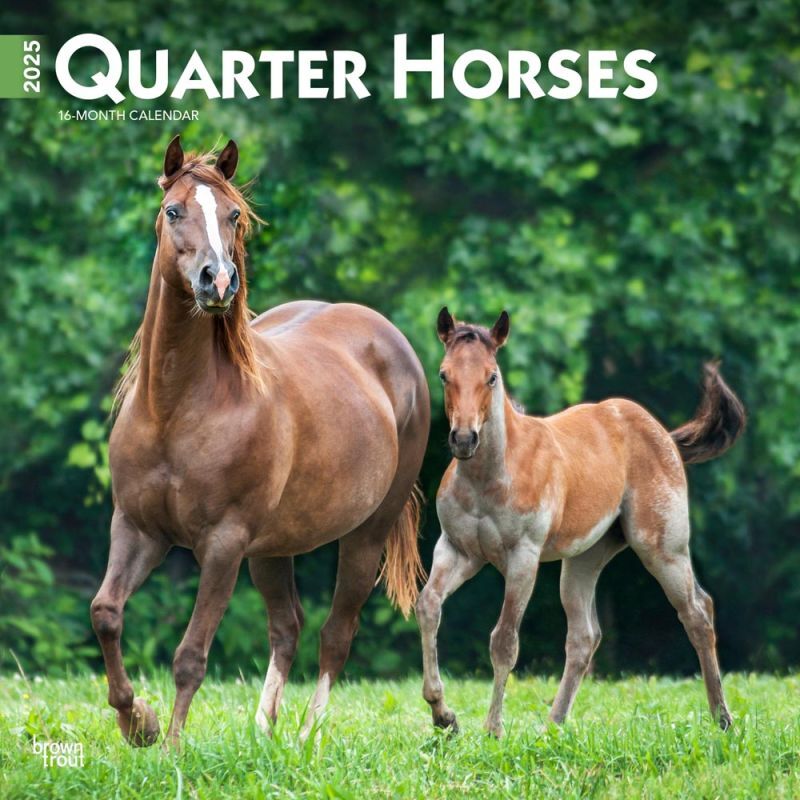 Brown Trout Publisher 2025 Quarter Horses Monthly Square Wall Calendar, 12-In x 24-In