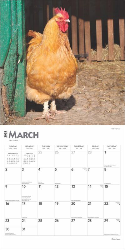 Brown Trout Publisher 2025 Roosters Monthly Square Wall Calendar, 12-In x 24-In