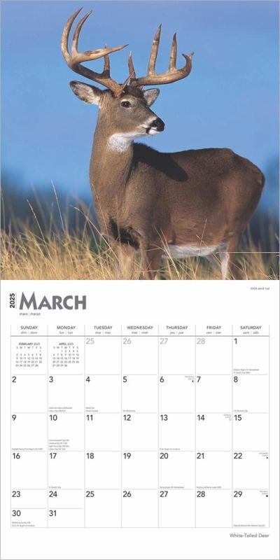 Brown Trout Publisher 2025 White Tailed Deer Monthly Square Wall Calendar, 12-In x 24-In