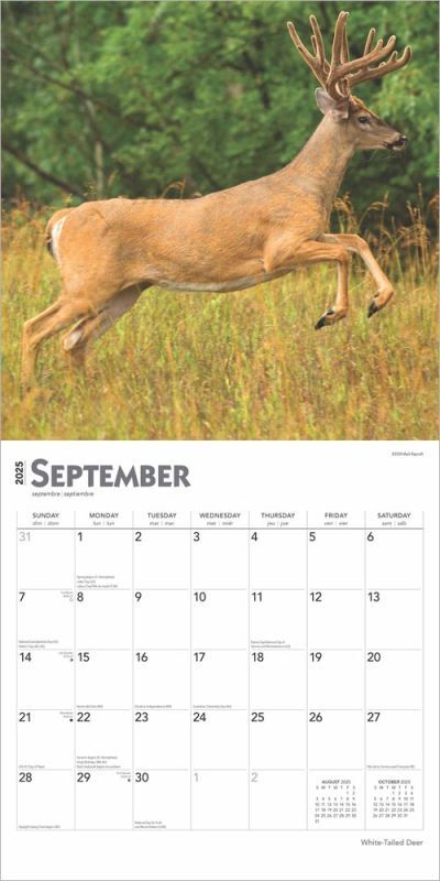 Brown Trout Publisher 2025 White Tailed Deer Monthly Square Wall Calendar, 12-In x 24-In