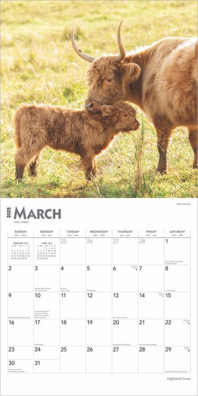 Brown Trout Publisher 2025 Highland Cows Monthly Square Wall Calendar, 12-In x 24-In
