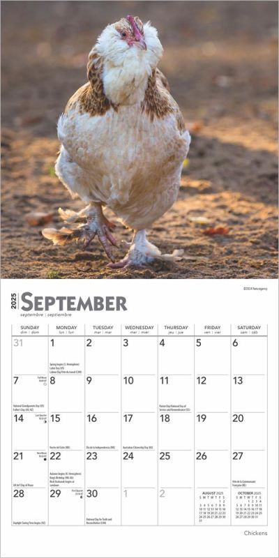 Brown Trout Publisher 2025 Chickens Monthly Mini Wall Calendar, 7-In x 14-In