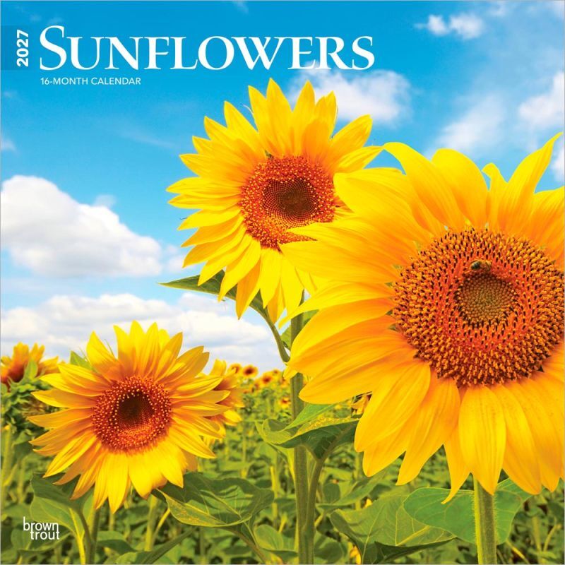 Brown Trout Publishers Sunflowers 2027 Monthly Square Wall Calendar, 12 in. x 24 in.
