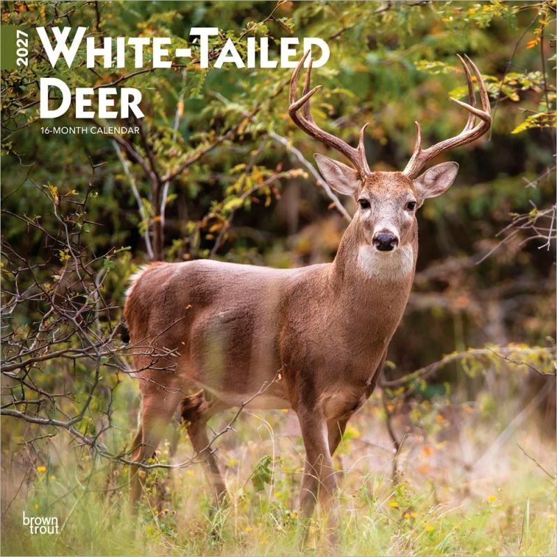 Brown Trout Publishers White Tailed Deer 2027 Monthly Square Wall Calendar, 12 in. x 24 in.