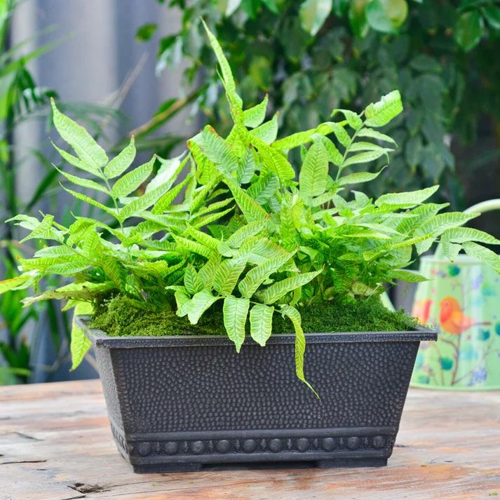 GreenShip Classic Long Large Rectangular Pebble Charcoal Planter, 13.4 x 8.66 x 5.52-In