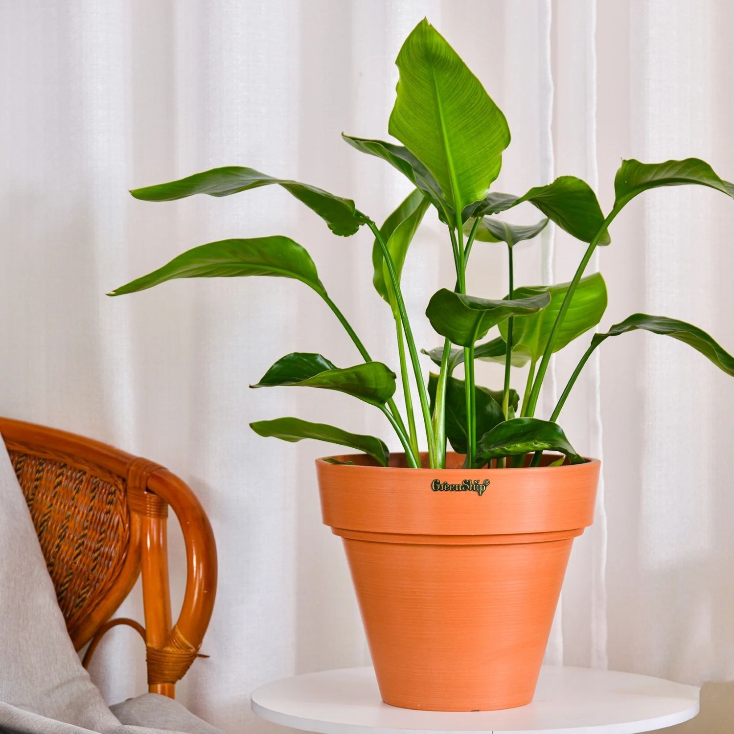 GreenShip  Large Planter with Drainage Hole Modern Terracotta Plant Pot, 10-In, 2-Pk