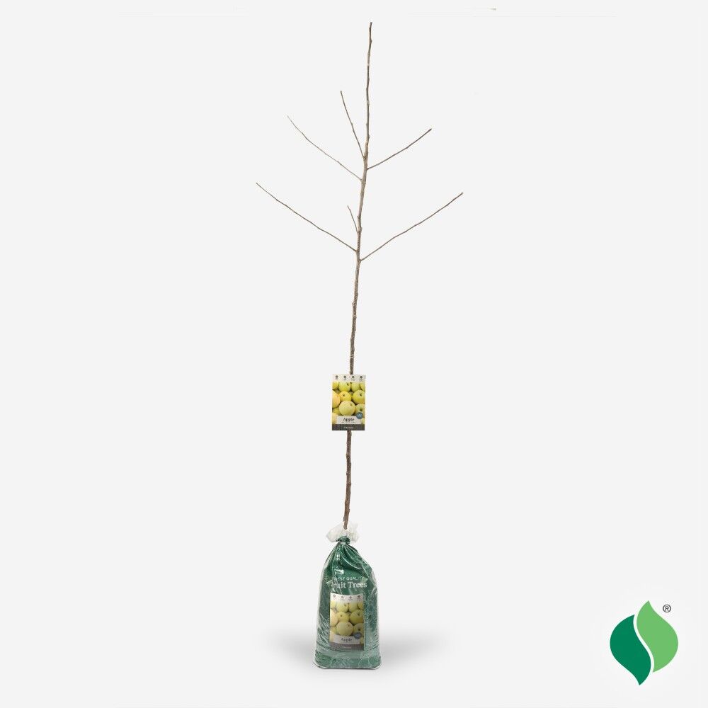 DeGroot Apple Tree, Golden Delicious