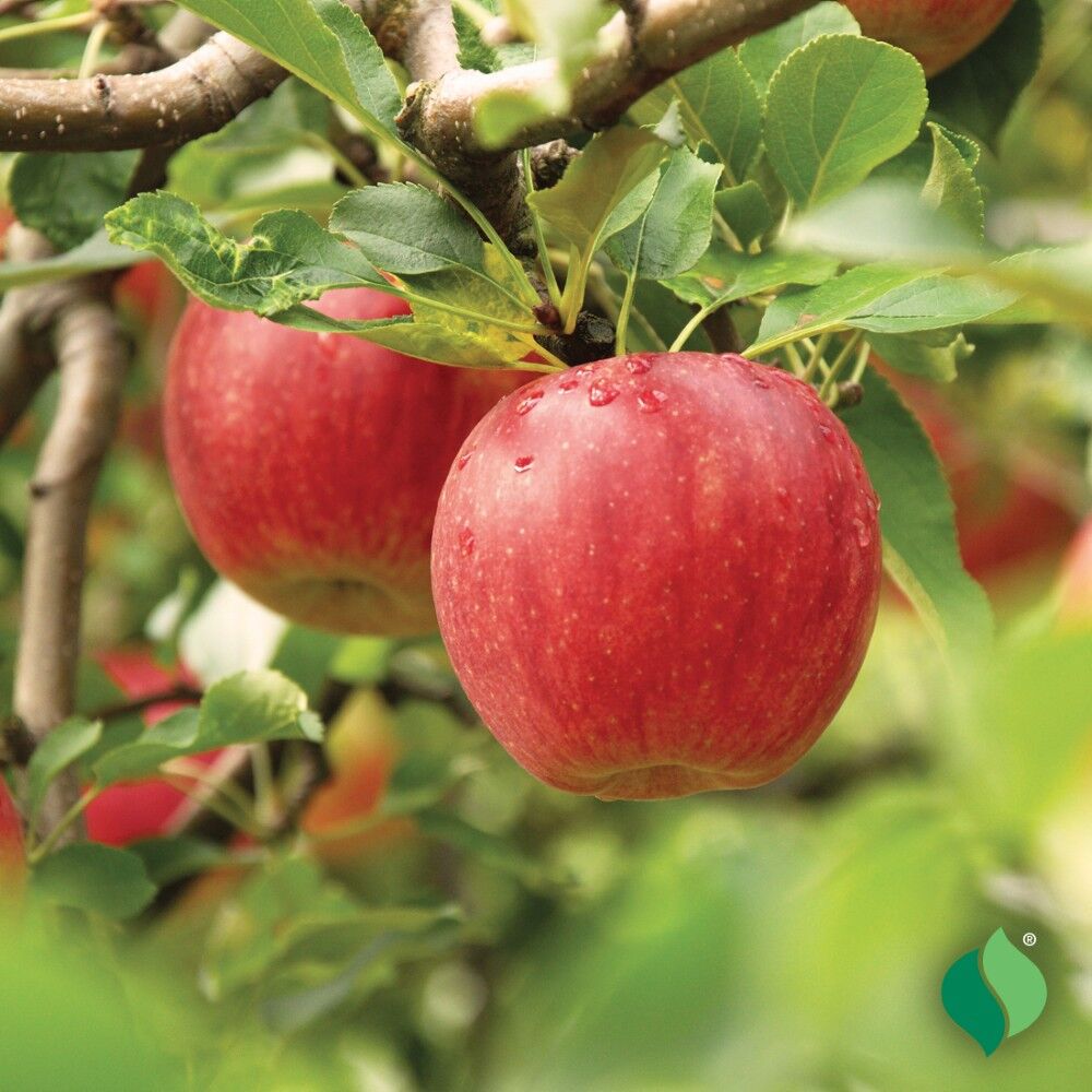 DeGroot Apple Tree, Jonathan