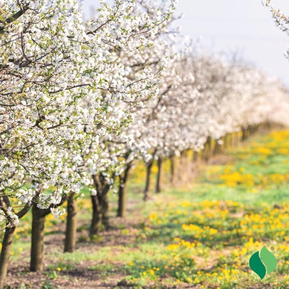 DeGroot Apple Tree, Red Delicious
