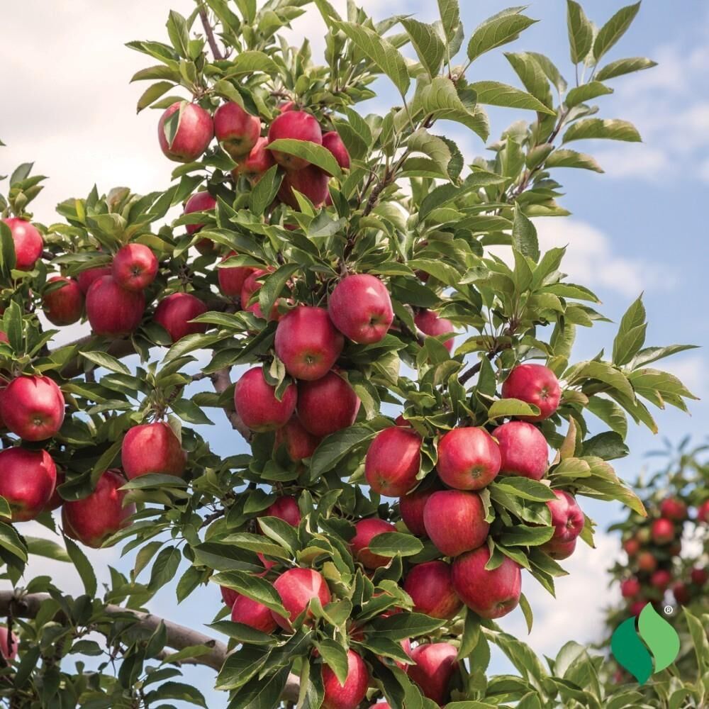 DeGroot Apple Tree, Red Delicious