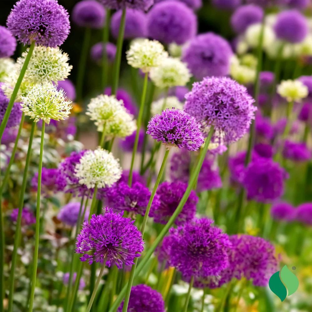 DeGroot Allium Big Impact Mix