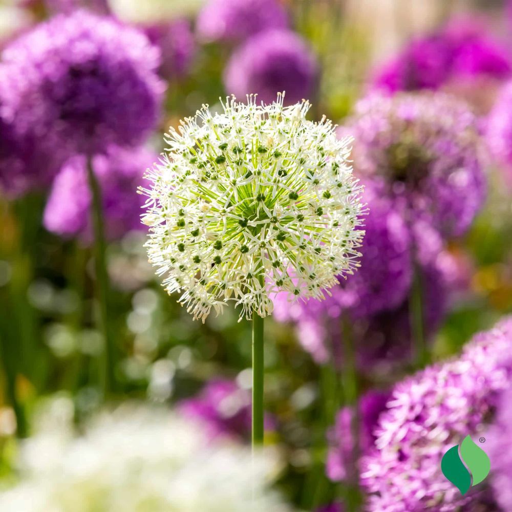 DeGroot Allium Big Impact Mix