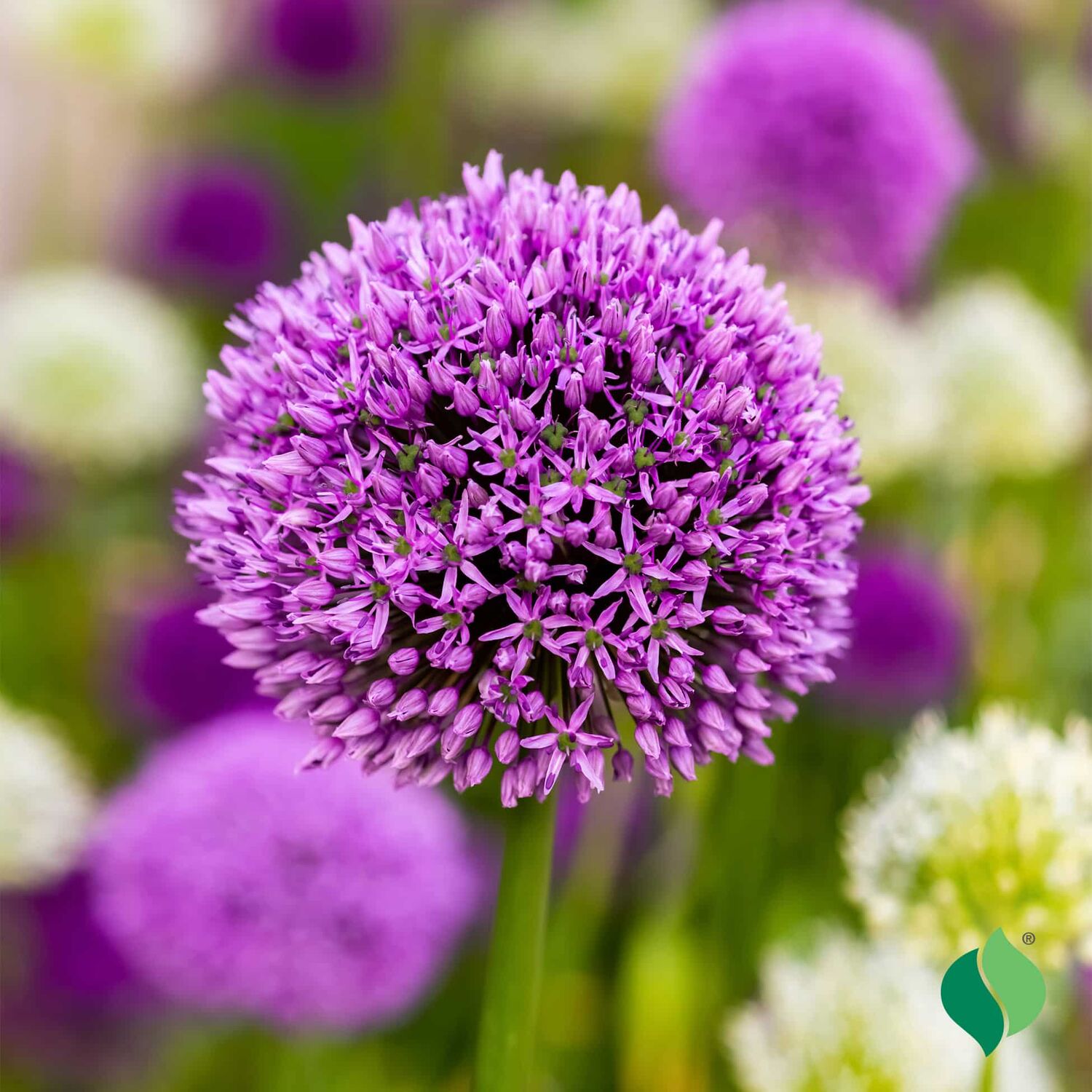 DeGroot Allium ‘Purple Sensation’