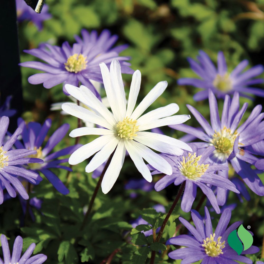 DeGroot Anemone ‘Blanda’