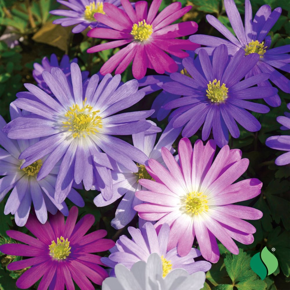 DeGroot Anemone ‘Blanda’