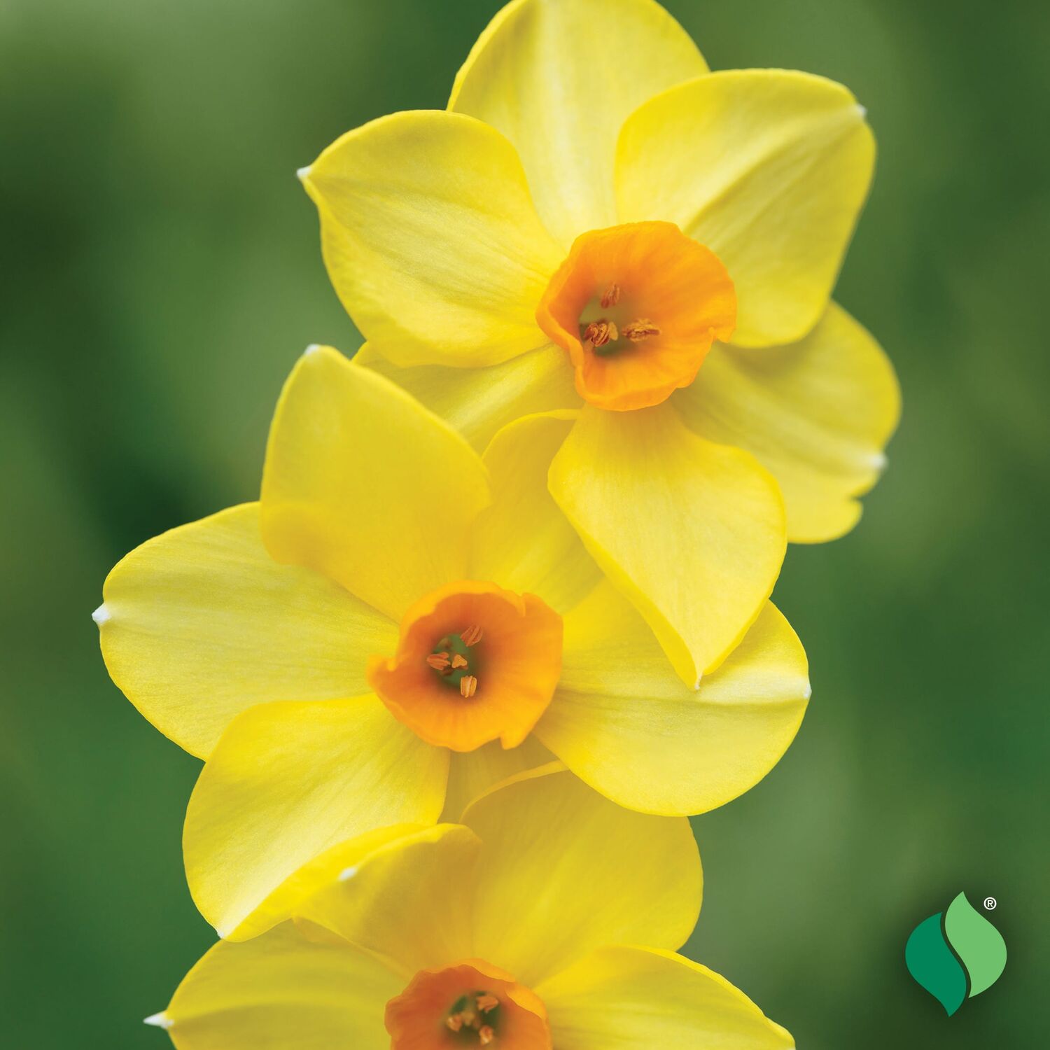 DeGroot Daffodil Martinette