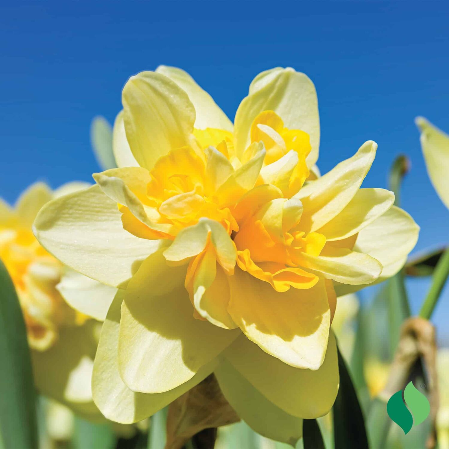 DeGroot Daffodil, Double Mix