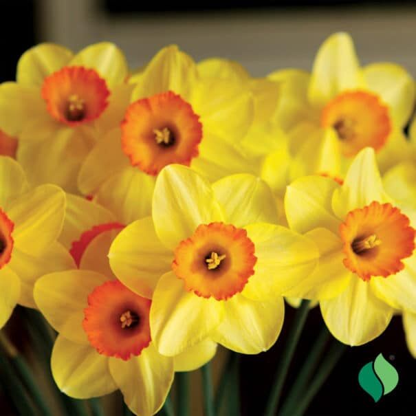 DeGroot Hollywood Daffodils