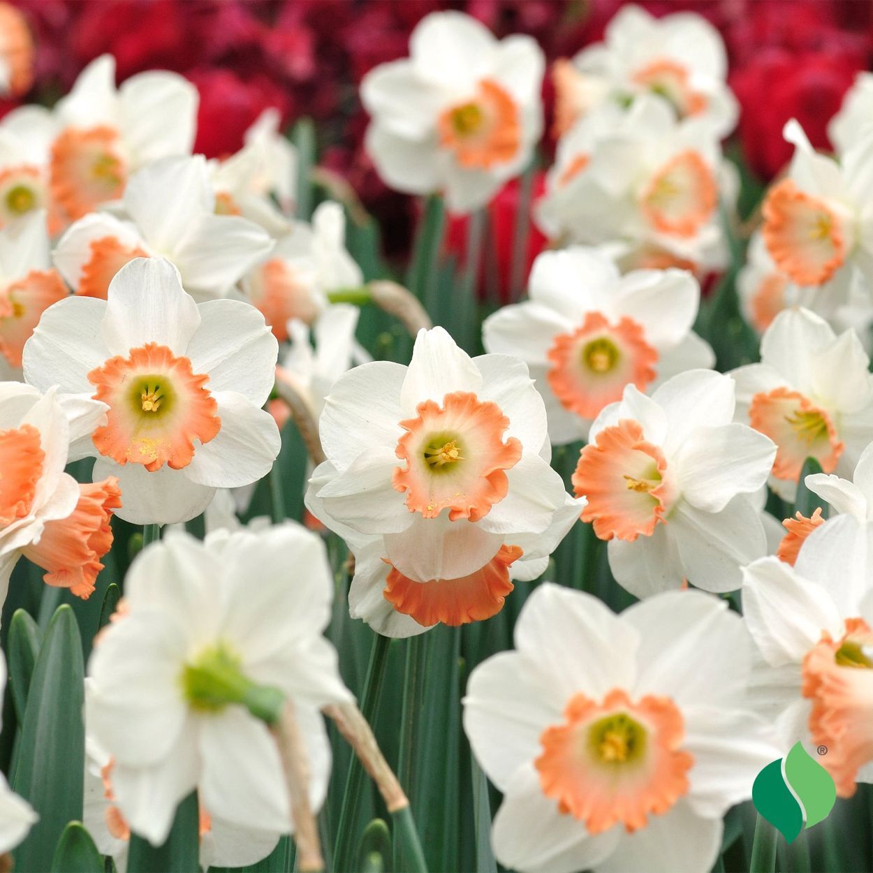 DeGroot Daffodil, Salome