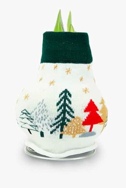 DeGroot Amaryllis With Tree Sweater