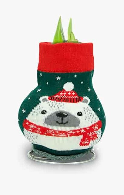 DeGroot Amaryllis With Polar Bear Sweater