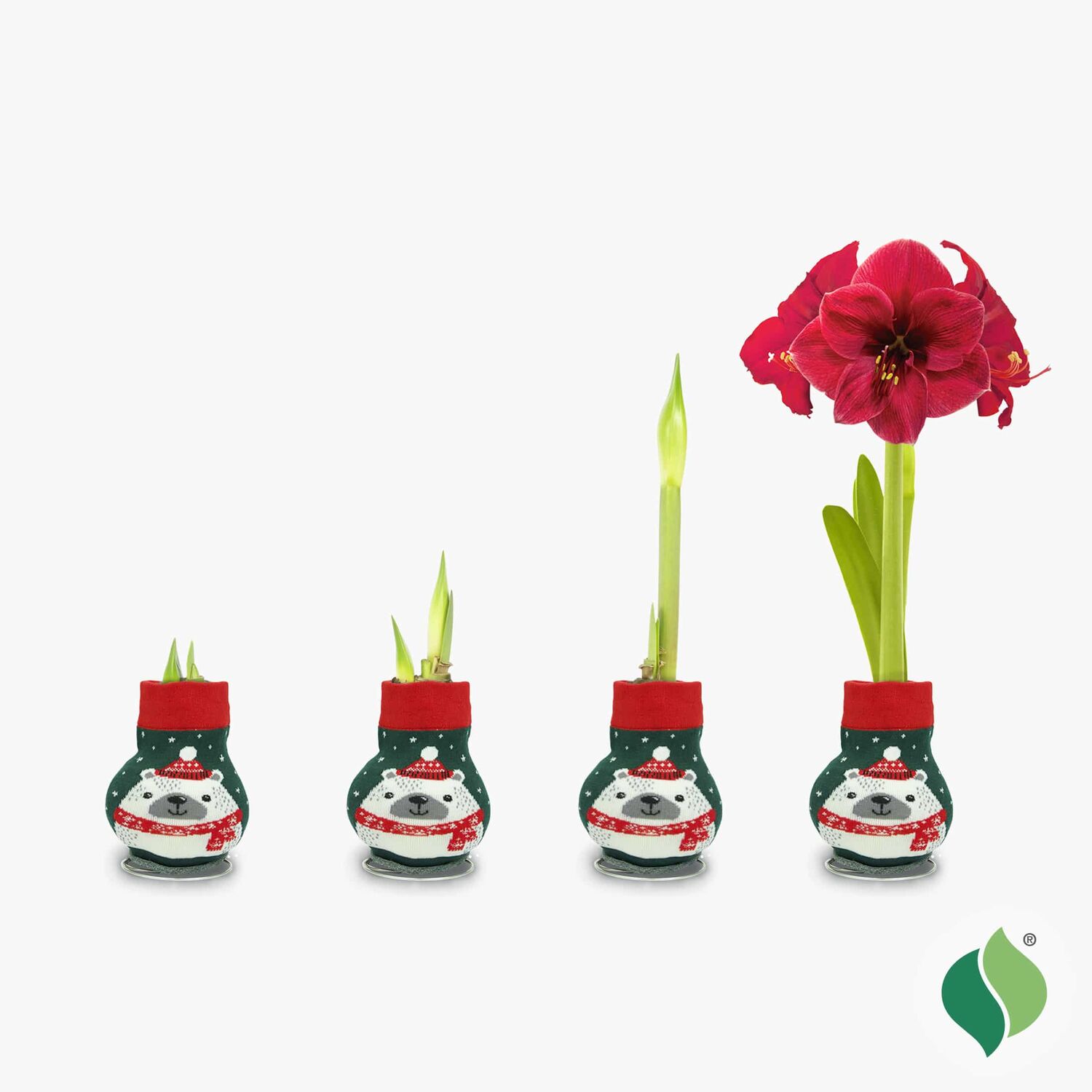 DeGroot Amaryllis With Polar Bear Sweater