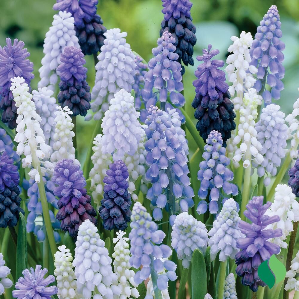DeGroot Muscari Armeniacum, ‘Delft Blue Mix’