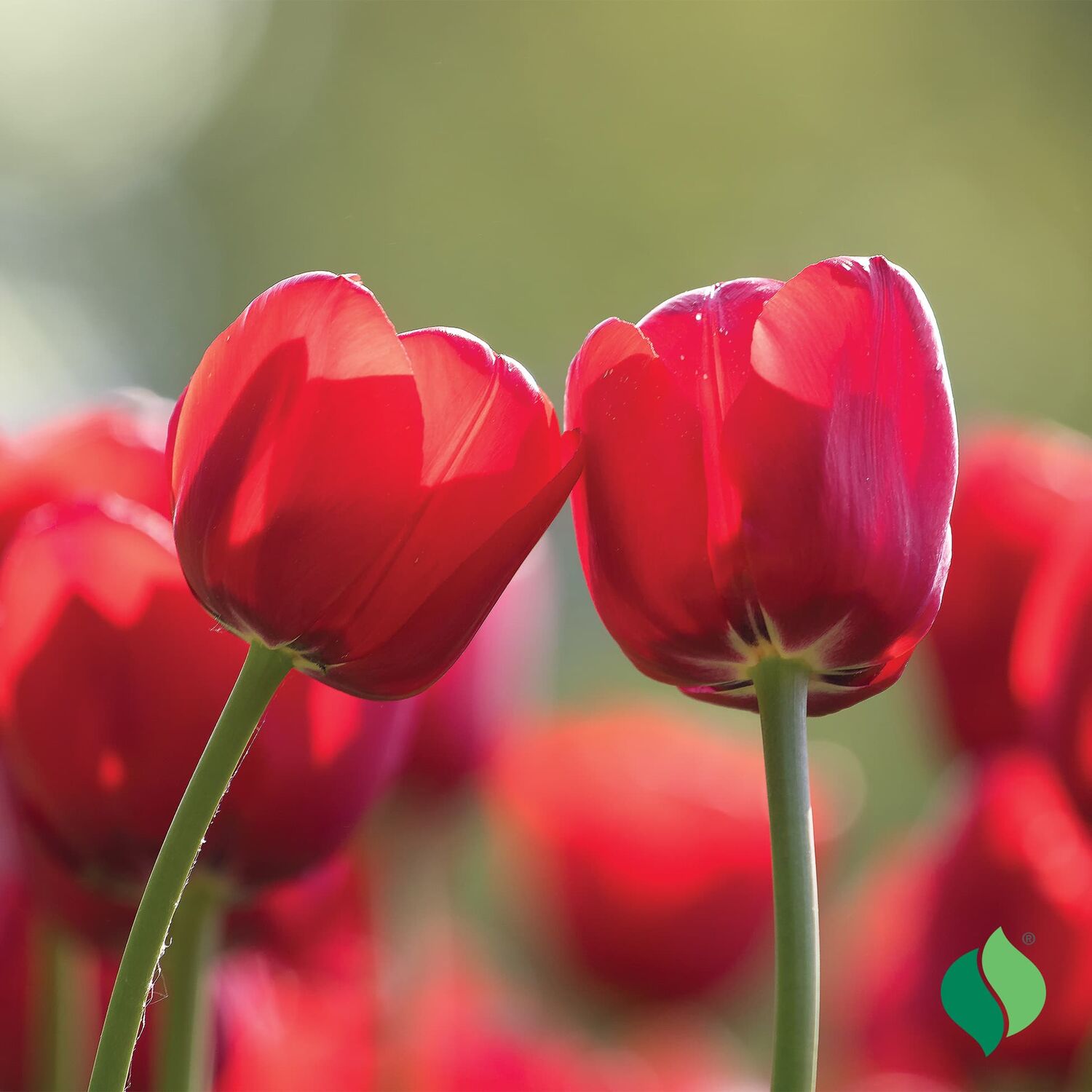 DeGroot Tulip, Apeldoorn