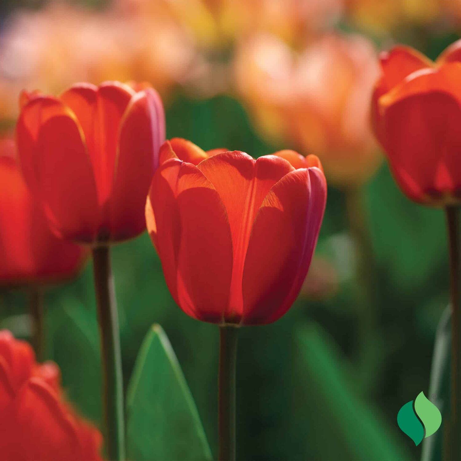 DeGroot Tulip, Apeldoorn