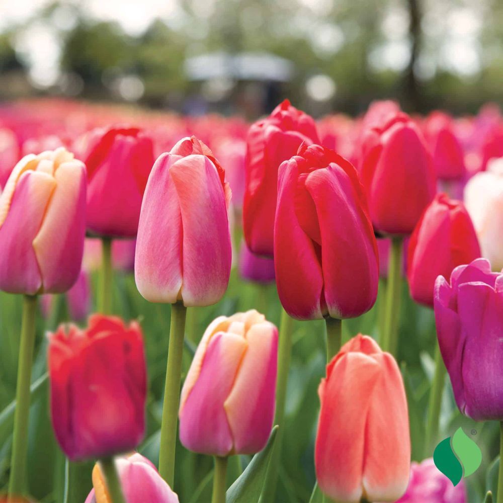 DeGroot Tulip, Berry Mix