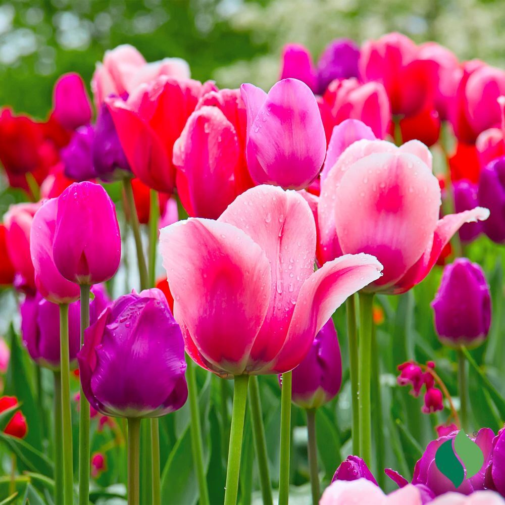 DeGroot Tulip, Berry Mix