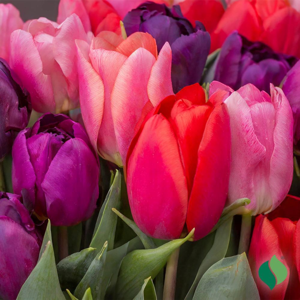 DeGroot Tulip, Berry Mix