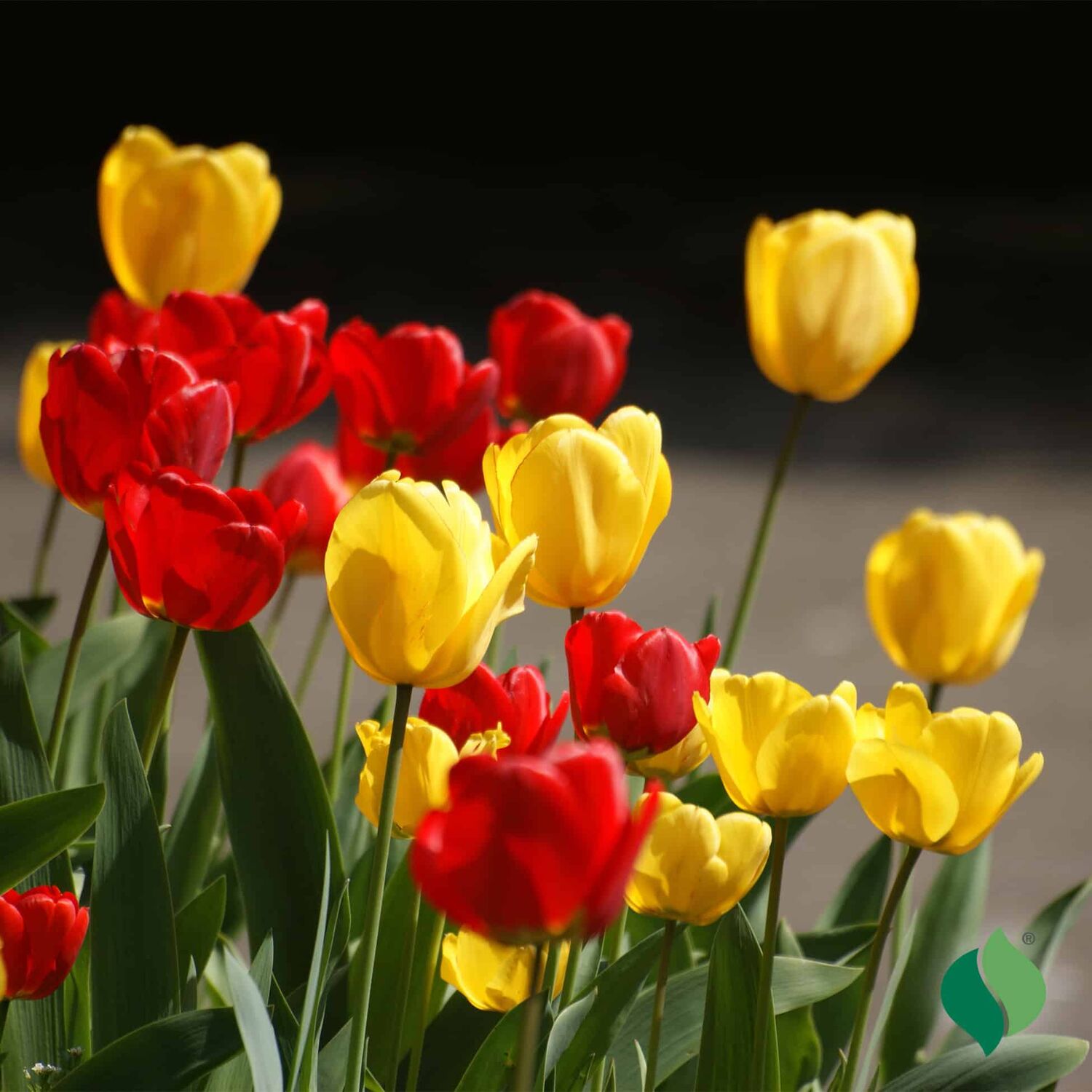 DeGroot Tulip Classic Mixed Flower Bulbs