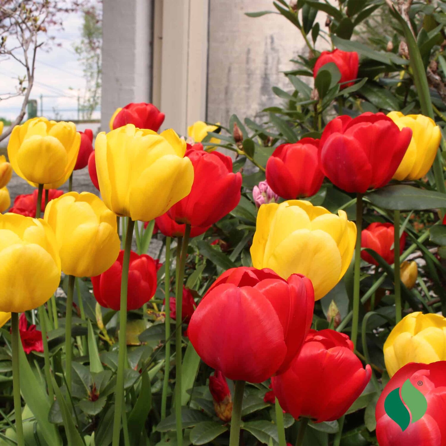 DeGroot Tulip Classic Mixed Flower Bulbs