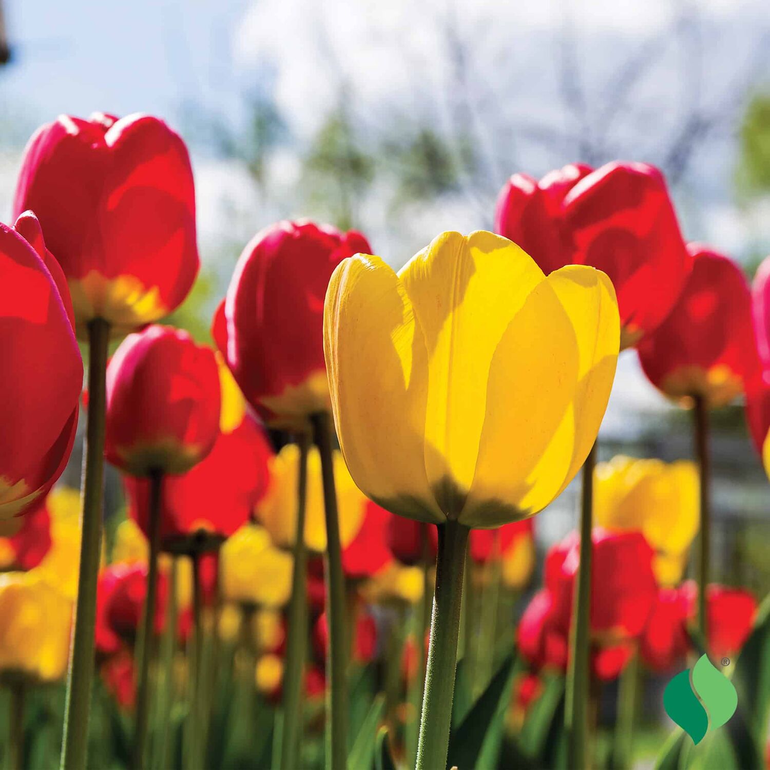 DeGroot Tulip Classic Mixed Flower Bulbs