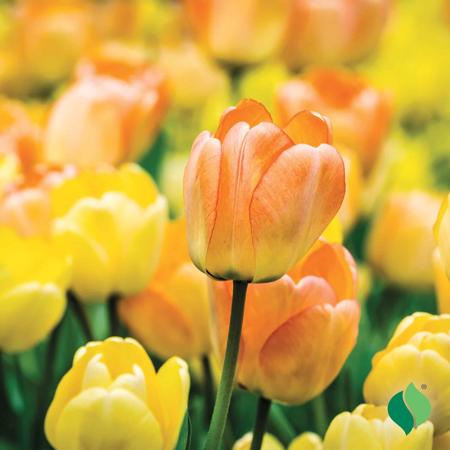 DeGroot Tulip, Daydream