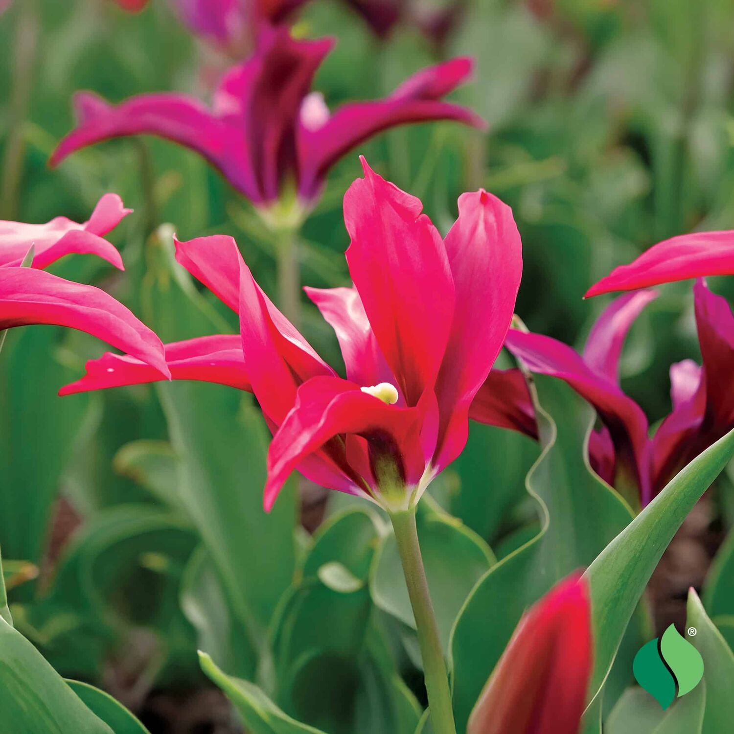 DeGroot Tulip, Doll’s Minuet