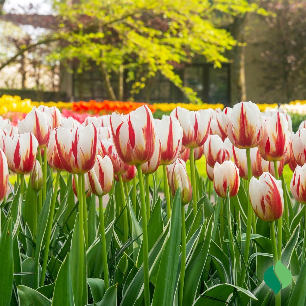 DeGroot Tulip, Carnival De Rio