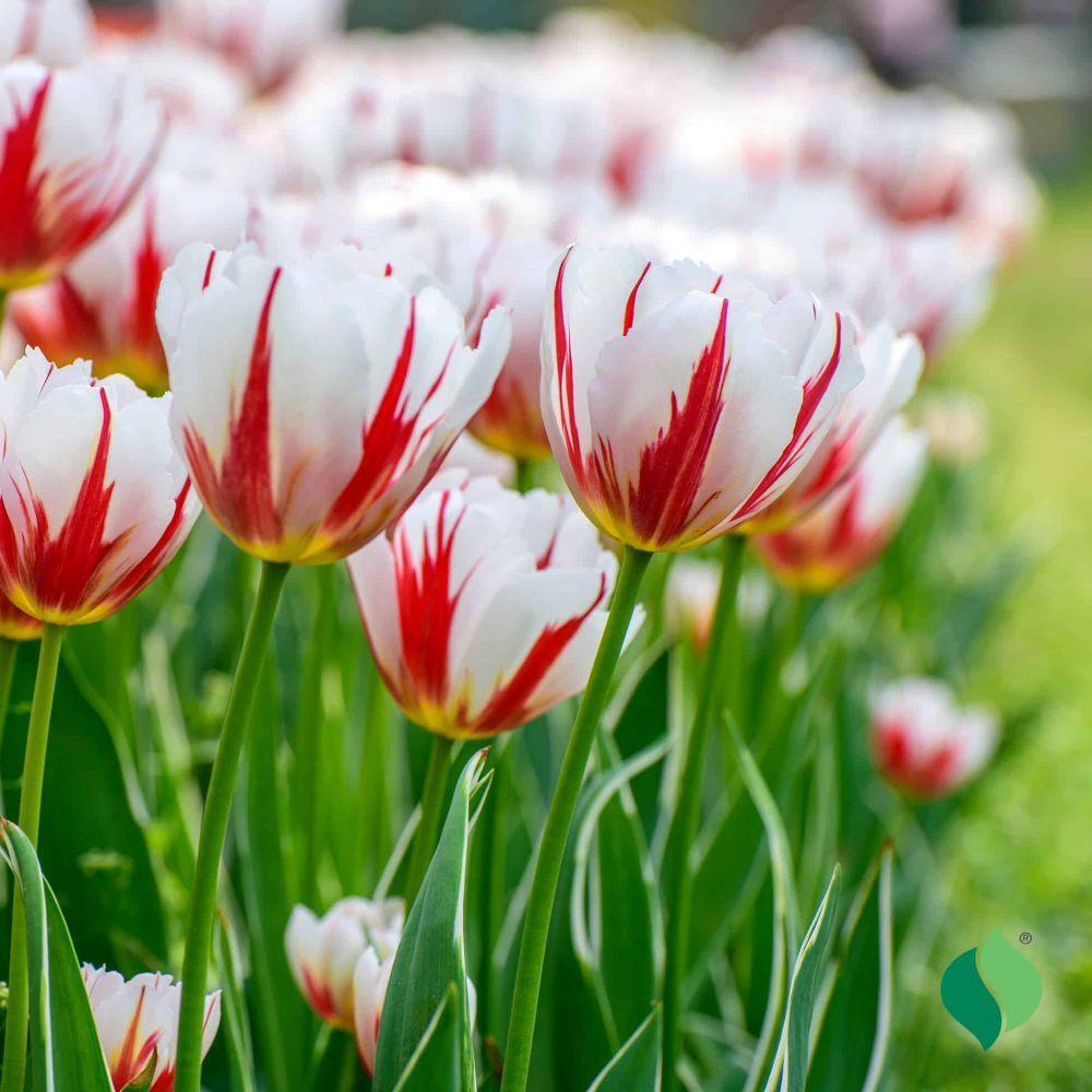 DeGroot Tulip, Carnival De Rio