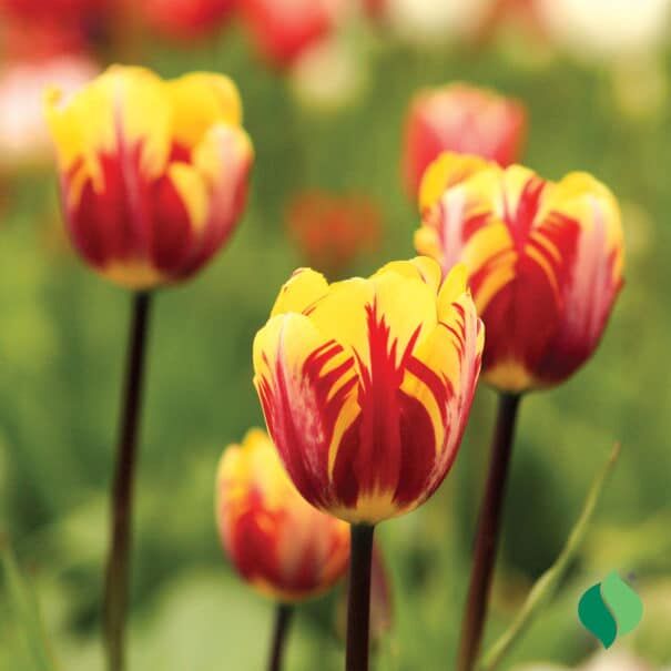 DeGroot Mickey Mouse Tulip