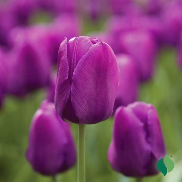DeGroot Tulip, Purple Flag
