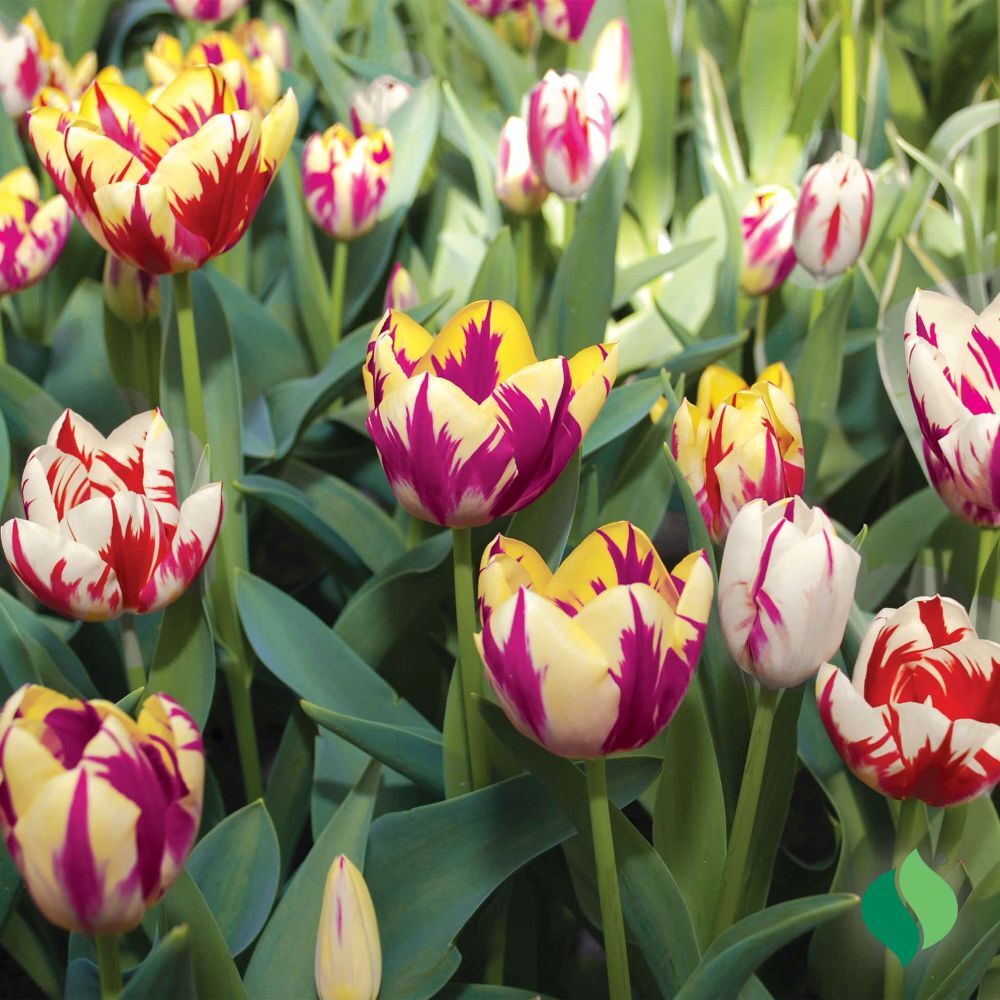 DeGroot Tulip, Rembrandt Mix