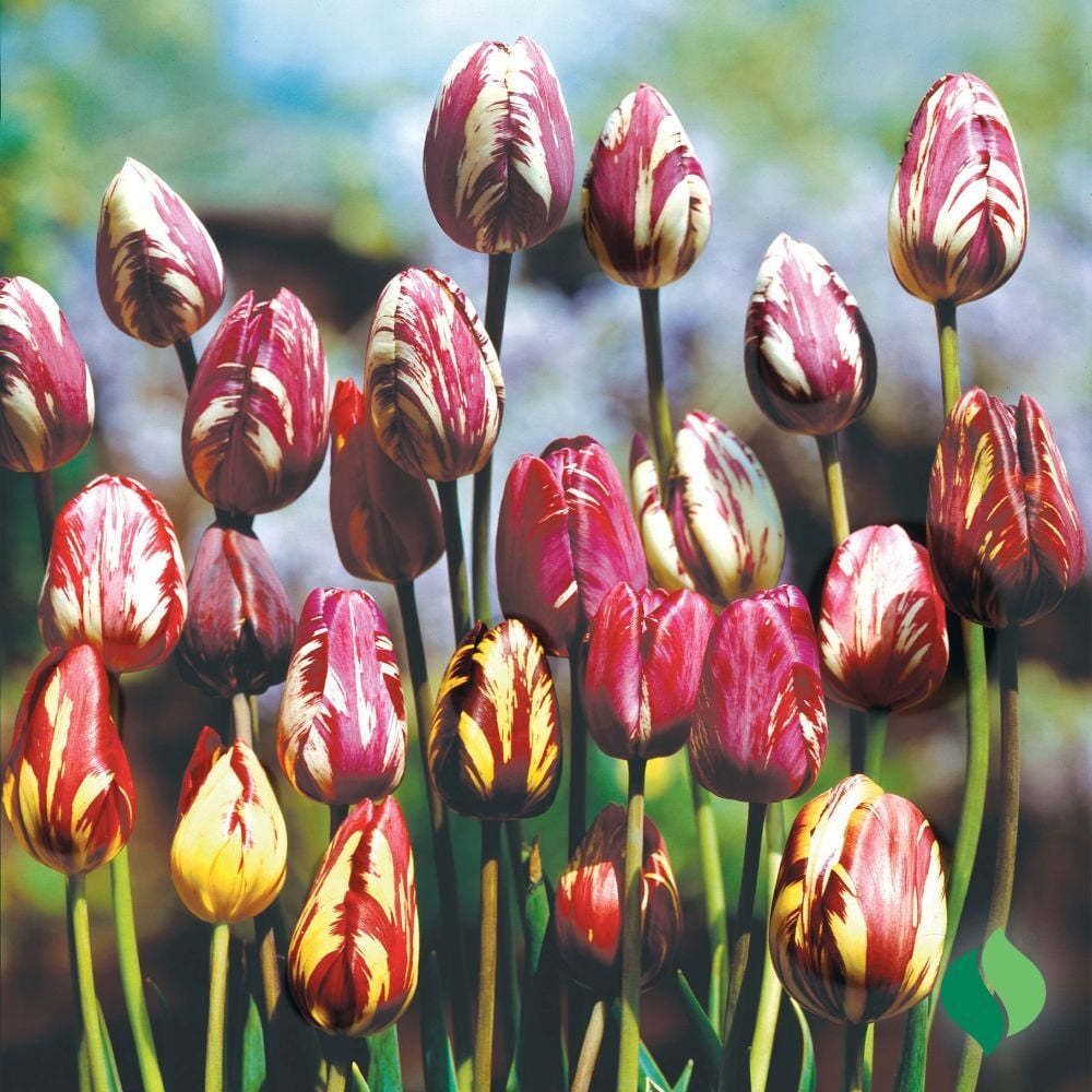 DeGroot Tulip, Rembrandt Mix