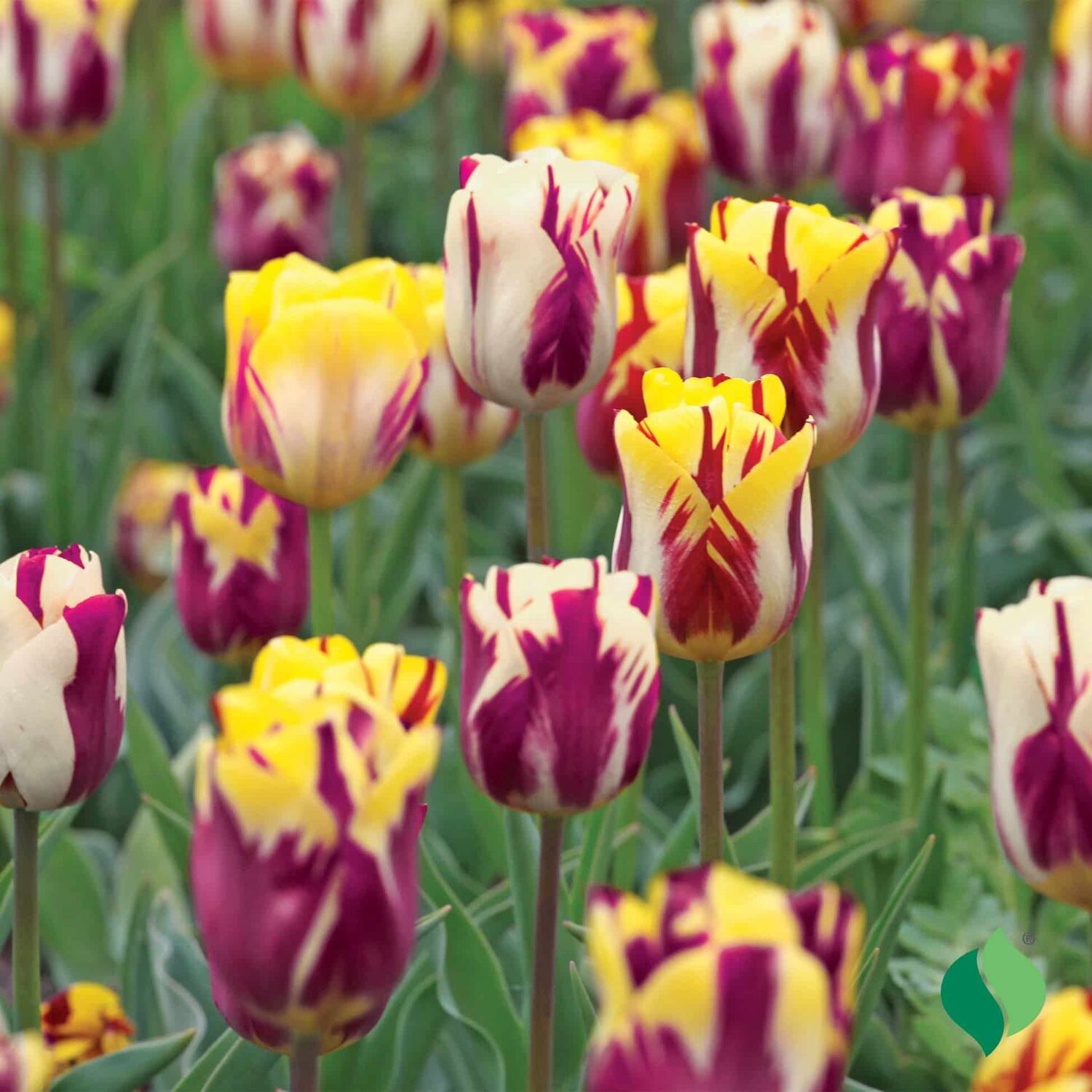 DeGroot Tulip, Rembrandt Mix