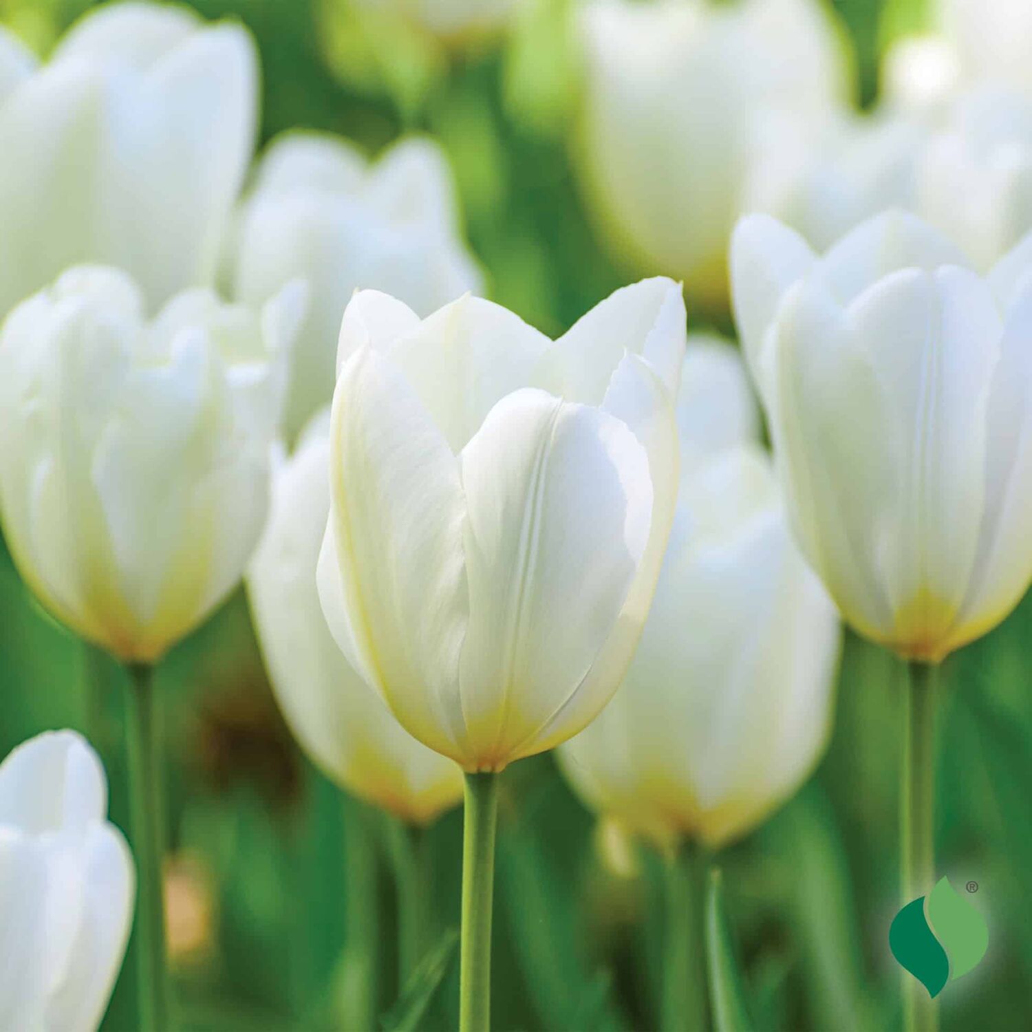 DeGroot Tulip, White Emperor